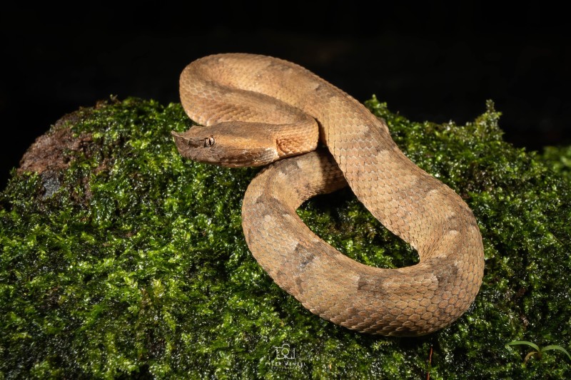 Hog-nosed Pit Viper