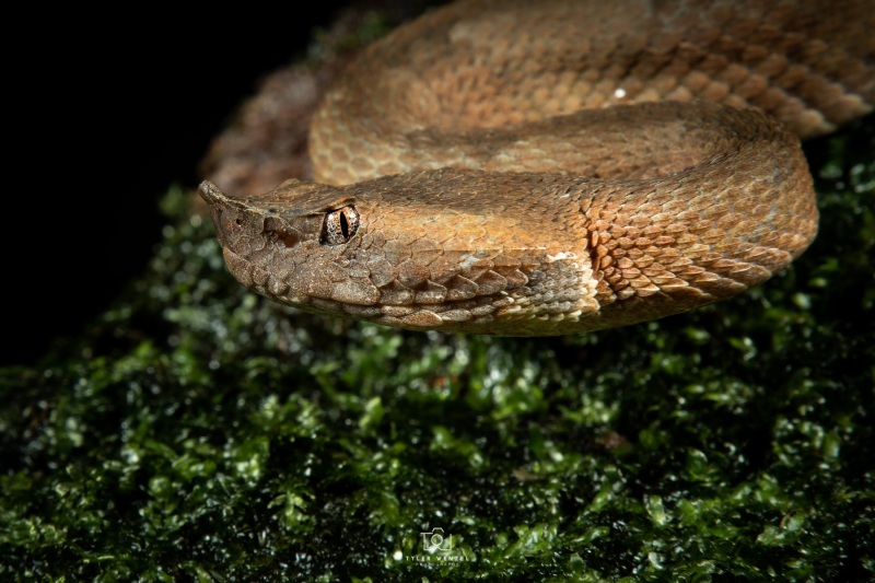 Hog-nosed Pit Viper