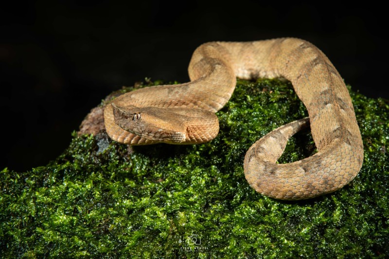 Hog-nosed Pit Viper