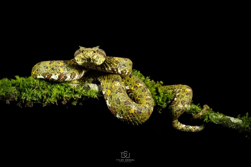 Eyelash Palm Pit Viper