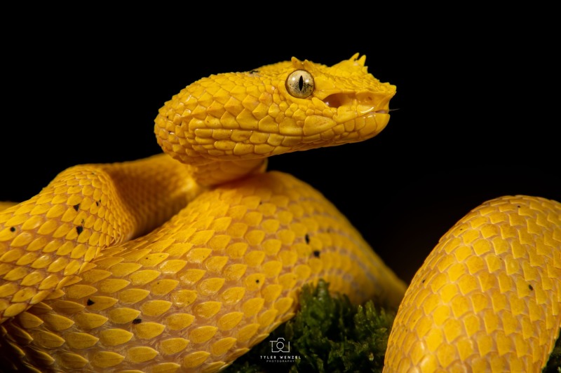 Eyelash Palm Pit Viper