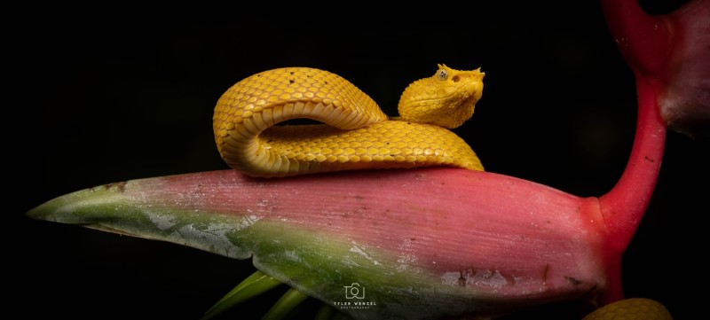 Eyelash Palm Pit Viper