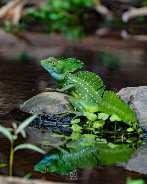 Green Basilisk