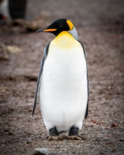 TWA04321-ARW_DxO_DeepPRIME