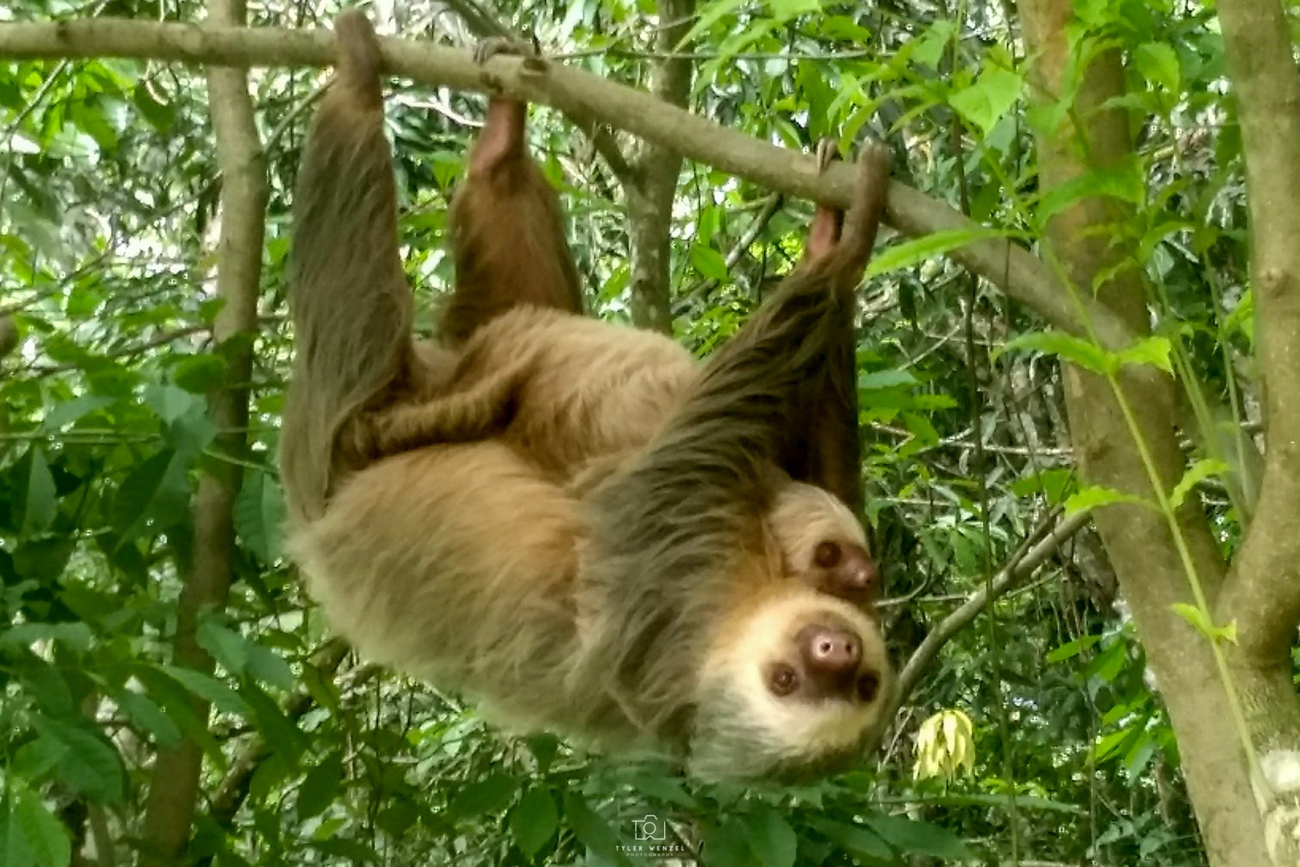 Steven Tyler Sloth Ep. 4 - Sloths - Tyler Wenzel Photography