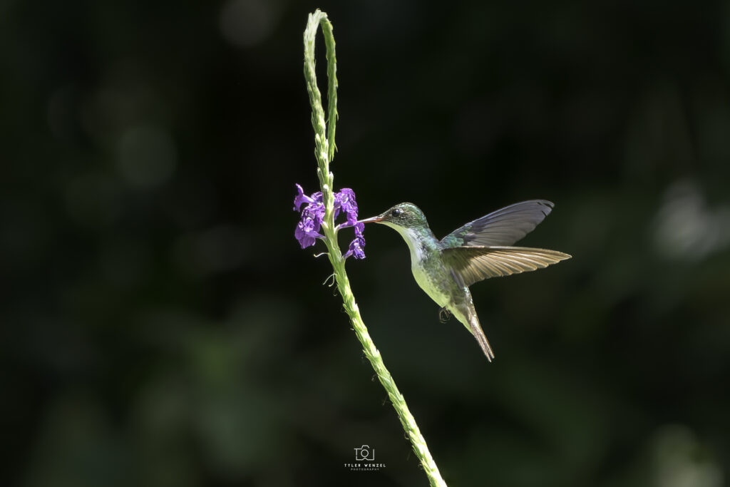 Hummingbird 47 - Tyler Wenzel Photography