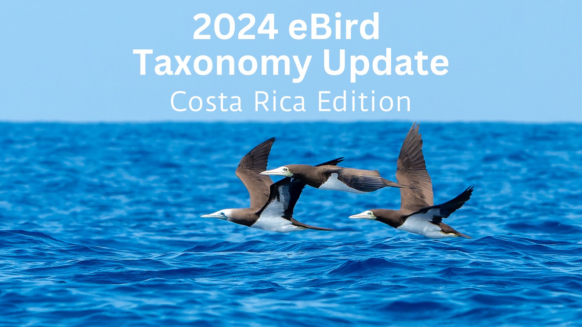 2024 eBird Taxonomic Updates for Costa Rica - Tyler Wenzel Photography